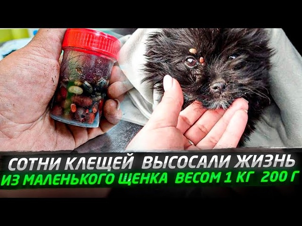 СОТНИ КЛЕЩЕЙ ПОЕДАЛИ КРОХОТНОЕ ТЕЛЬЦЕ