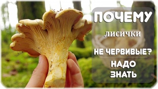 Почему лисички не бывают червивыми