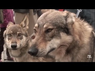 Je vis à Paris avec trois loups