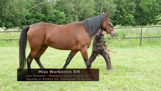 Miss Warkentin RM (Ken Warkentin - Mistelbach (Scarlet Knight)) 2021.