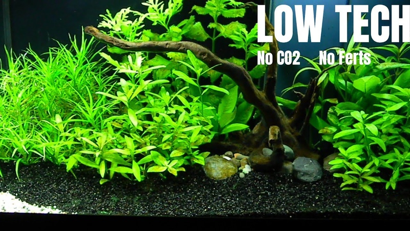 Low Tech Aquarium 54 L step by
