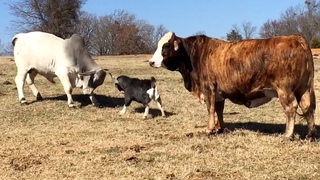 The FUNNIEST Farm Animals