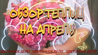ОБЗОР РАССАДЫ ЦВЕТОВ В ТЕПЛИЦЕ НА АПРЕЛЬ. СТАРТ продаж!