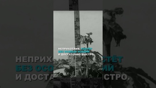 Борщевик, что это за адское растение и откуда оно вообще появилось? Полный выпуск уже на канале
