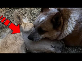 После потери мамы жеребенок не пил и не ел,  как пес помог малышу пережить горе!