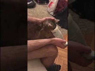 Ингалятор для кошки своими руками