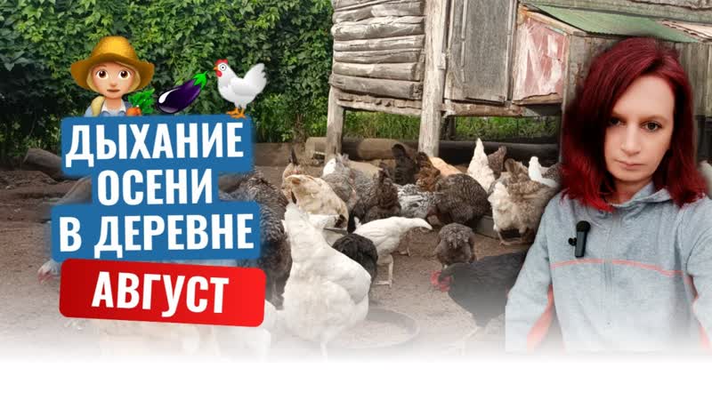 Август в деревне: выросли куры Собираем урожай, дача, garden,