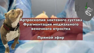 Live stream - elbow arthroscopy of fragment medial coronoid in a dog