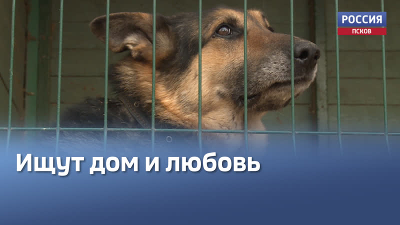 С виду грозные, но в душе ласковые. Расскажем о братьях