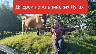 Джерсейская корова самая лучшая порода для содержания в личном хозяйстве