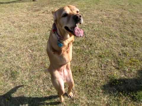 Faith the dog in