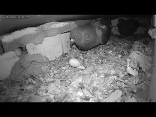 Голуби пинают яйцо 1 - Pigeons kick an egg 1