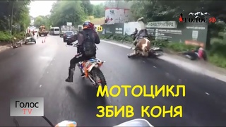 Лошадку жалко