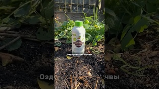 Компост - лучшее органическое удобрение для любых растений  #дача #обзор #огород #экодачник