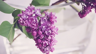 ВЕСНА, время сирени - музыка A.Обидина Свечи нежные сирени/SPRING, lilac time - music by