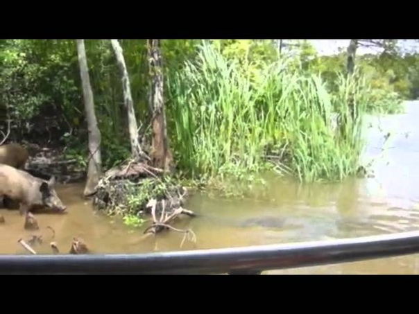 New Orleans Alligator Devours Pig ( Jacare devora porco nos