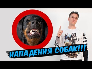 НА ВЕЛОСИПЕДИСТА НАПАЛА СОБАКА // что делать! // как меня покусала собака