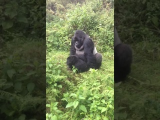 Pareja de Gorilas,  , Пара горилл,  ., , Craid Gorilla.