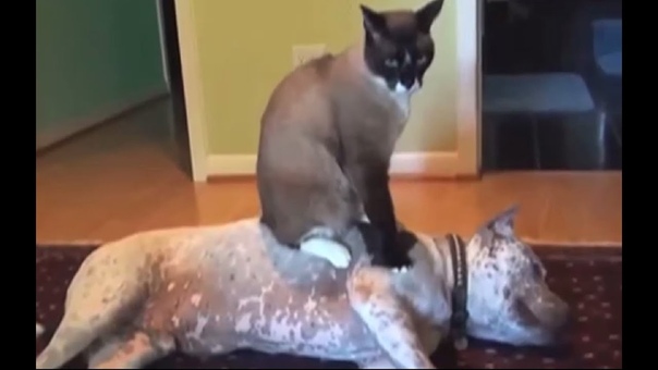 Попой на глаза , Dog s Sitting on Cat s Compilation huffington post Dogs