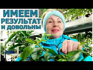 Попробуйте и ваши цветы скажут спасибо. Хороший грунт- всему голова! Время собирать результаты