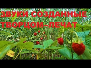 ПЕНИЕ ЗЯБЛИКА,ТРЯСОГУЗКИ И КРАСИВАЯ ЛЕТНЯЯ АТМОСФЕРА СОЗДАДУТ ПОКОЙ В ДУШЕ И ХОРОШЕЕ НАСТРОЕНИЕ
