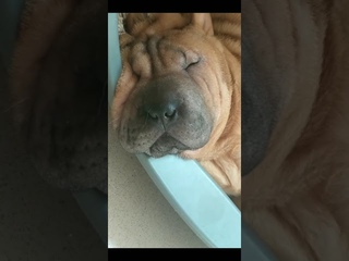 Шарпей храпит sharpei snores