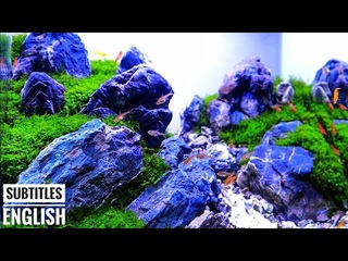 #168 Membuat Aquascape tema iwagumi ditank 30cm