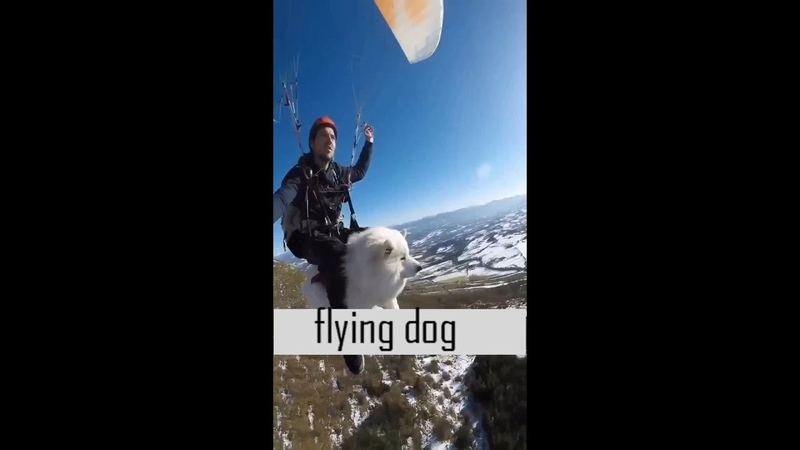 FLYING DOG. The little puppy chased the big dog. Dog