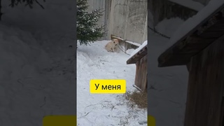 Спаситe Бима!! КУРАТОР НАЙДEН! #спасисобаку #всемпособаке #возьмиизприюта #собакавбеде #dog #собака