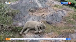Спасение слоненка