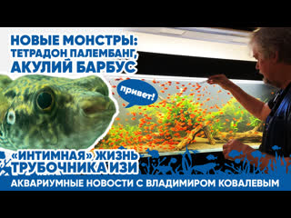 Аквариумные новости с Владимиром Ковалевым (). Новые монстры и старые друзья!