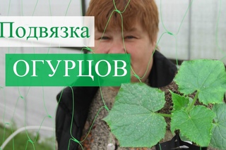 Как подвязать огурцы. Отличный способ