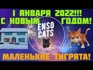 1 января 2022 Поздравляю бродячих котиков С Новым Годом!!!
