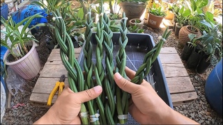 How to Knitting Snake plants and  Planting Sansevieria stuckyi house plants