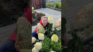 Как стричь метельчатые гортензии