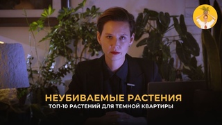 Топ-10 растений для темной квартиры