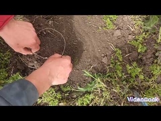 НА НЕЁ Я ПОЙМАЛ 100 ФАЗАНОВ ТЕПЕРЬ ДЕЛЮСЬ С ВАМИ/// ЛОВУШКА НА ПТИЦУ