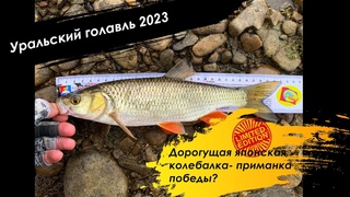 Боится ли голавль яркого дождевика, а титанового поводка Уральский голавль 2023. Как это было.