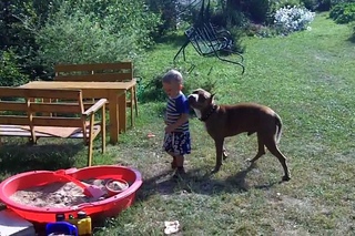 pit bull attacks child
