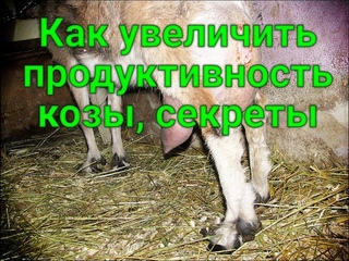 КАК Я УВЕЛИЧИВАЮ УДОИ КОЗЫ, ВИТАМИНЫ БЕЗ УКОЛОВ, ХИТРОСТИ, НОВАЯ КОЗОЧКА ОТ ОЧЕНЬ ЮНОЙ МАТЕРИ