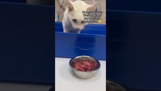 Уголек хищник. На мяско нужна помощь. #animalspecies #animalcat #cat #cats #кошки #animals #pet