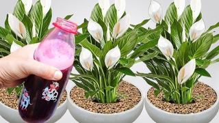 APENAS 1 GARRAFA FAZ EXPLODIR DE TANTO FLORIR (Qualquer planta)