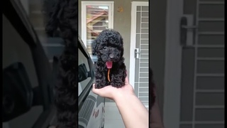 super cute black toy poodle puppy
