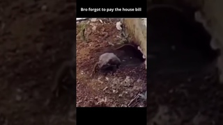 He was just evicted #shorts #funny #animals #pets #dog #cat #frog #rat #cute