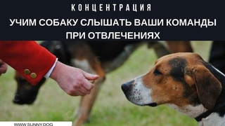 Учим слышать ваши команды при отвлечениях. Концентрация. Дрессировка лабрадора.