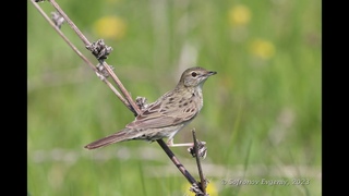 Обыкновенный сверчок (Locustella naevia)  ( г.)