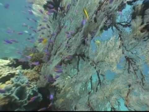 Kimbe Bay, Papua New