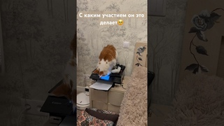 Любопытный нос  #мейнкуны #кот