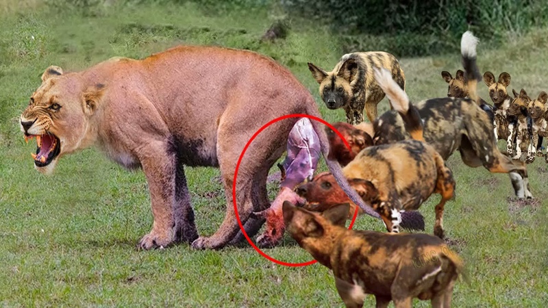 Angry Mother Lion Kills Wild Dog To Protect Her Cubs Lion Vs Wild