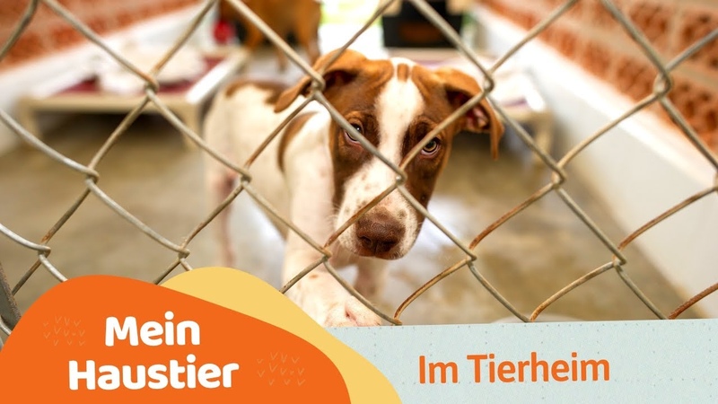 Mein Haustier Im Tierheim